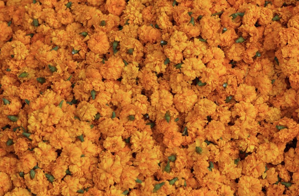 Do Rabbits Eat Marigolds? (A Comprehensive Guide for Gardeners)